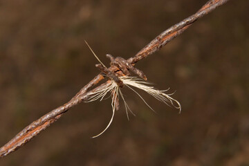 Hairs of a deer caught in barbed wire