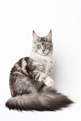 American Longhair Coon Cat sitting with one paw raised and looking at camera. Kitten with yellow eyes on white background. Part of series of kitty black silver classic tabby, white color 1 year old