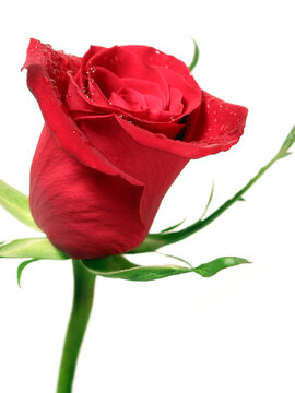 Red rose on white background covered with water droplets