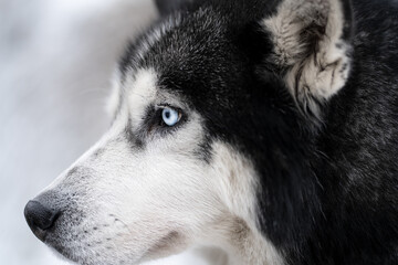 Husky dog ​​with blue eyes, close-up photo.