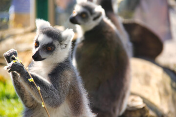 lemur on a tree during their rest in zoo in  Bosnia and Herzegovina