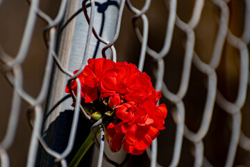 la vida se abre camino