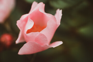Rosehip flower close-up. Pink petals of unopened rosehip flower. Tender, texture with petals, macro. Viva Magenta color