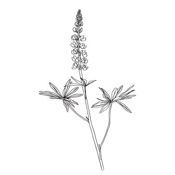 recommend clip art: Sketch Floral Botany Collection. lupine flower. Lupinus drawings. Black and white with line art on white backgrounds. Hand Drawn Botanical Illustrations.Nature Vector.