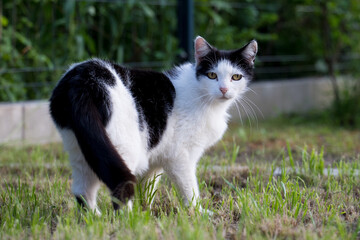 Naklejka na ściany i meble Black and white cat walking on the grass and looking at the camera