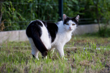 Black and white cat walking on the grass and looking at the camera
