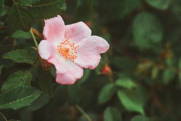 Rosehip flower close-up. Pink petals of rosehip flower. Tender, texture of flower petals with raindrops or dew