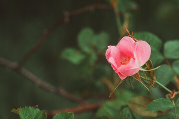 Obraz premium Rosehip flower close-up. Pink petals of rosehip flower. Tender, texture of flower petals with raindrops or dew