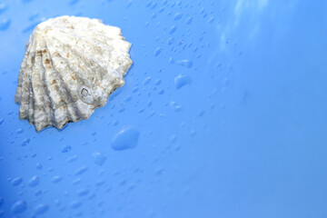 Seashell on blue background