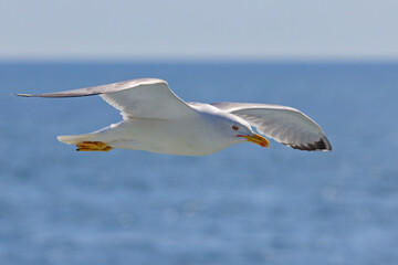 Mewa romańska (Larus michahellis)