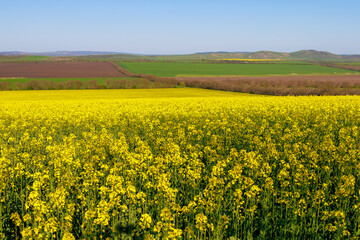 Blooming rapeseed field in early spring. Background with selective focus and copy space for text