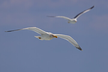 Mewa romańska (Larus michahellis)