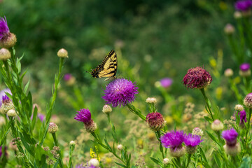 butterfly on a flower