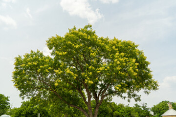 Fototapeta na wymiar green tree in the park