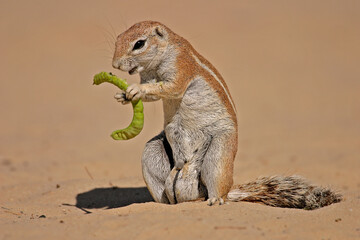 Ground squirrel feeding on a pod of a tree, South Africa