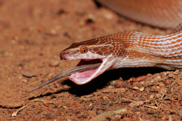 A brown house snake swallowing a rat