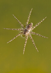 Spider on water