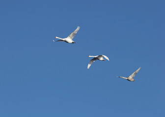 Fototapeta na wymiar Flying swans over Grimsholmen outside Falkenberg in Sweden. Canon eos 20D Canon 70-200/4.0