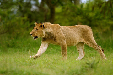 A young male lion.