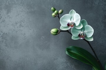 Naklejka na ściany i meble Orchid Dreams Background: Minimalist Platinum with Emerald Enchantment - A Serene Fusion of Elegance and Natural Beauty Backdrop - Orchids Wallpaper created with Generative AI Technology