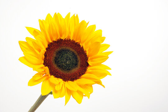 Sunflower against white