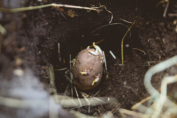 Close-up of Seed Potato with Purple Sprouts in a Dark Earthy Abyss