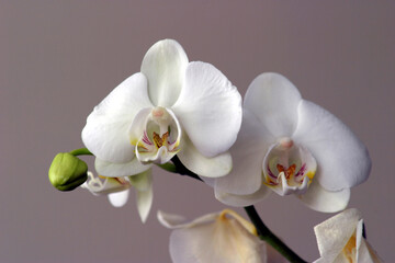 Fototapeta na wymiar Orchid photographed indoors, diffuse lighting