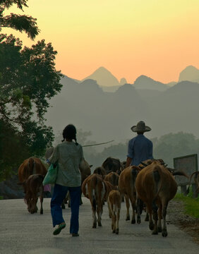 View of a farmer and his family hearding their stock home on a country road at the end of the day with the hills of Guilin in the background