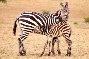 Fototapeta na wymiar Zebra mom