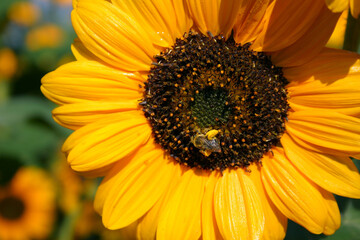 buzzing bee collecting pollen from sunflower