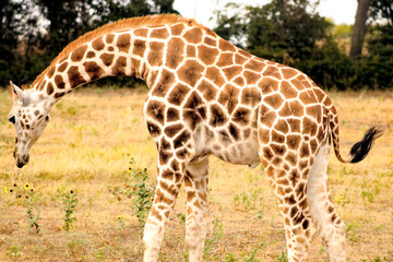 giraffe eating grass