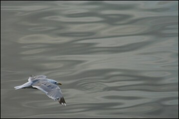 Seagull in Bodø harbour, Nordland, norway