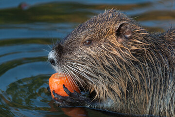 Otter eating