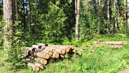 As a result of sanitary felling of trees on the edge of the forest, a stack of logs was formed in the grass for subsequent removal for industrial processing Lots of greenery and sunshine in the summer