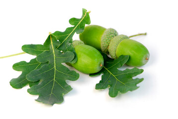 Acorns with green oak leaves close up