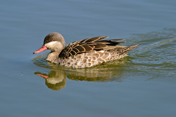 Red-billed teal (Anas erythrorhyncha) swimming, South Africa