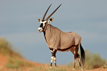 A gemsbok antelope (Oryx gazella) on a red sand dune, Kalahari, South Africa © Designpics