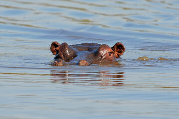 Hippopotamus (Hippopotamus amphibius) submerged in water,  Kruger National park, South Africa