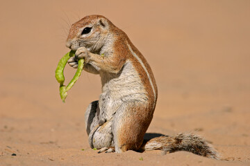 Ground squirrel (Xerus inaurus) feeding on a pod of a tree, Kalahari, South Africa
