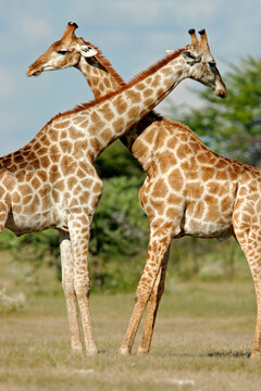 Two male giraffes (Giraffa camelopardalis), Etosha National Park, Namibia