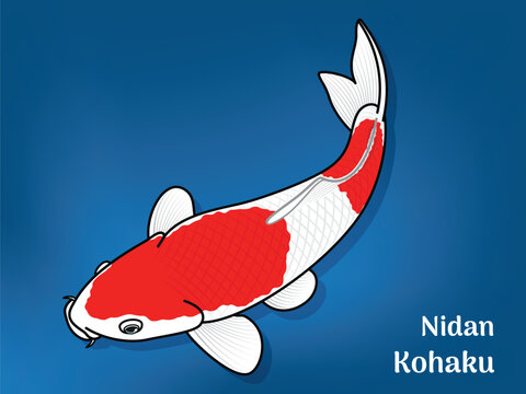 Vector image of Fancy carp or "koi". This's Varieties are called "Nidan Kohaku". Illustration for children's learning