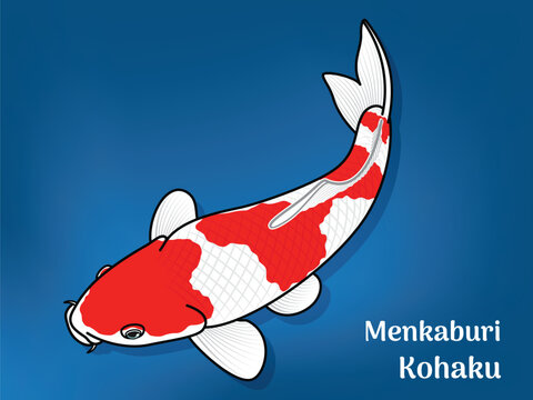 Vector image of Fancy carp or "koi". This's Varieties are called "Menkaburi Kohaku". Illustration for children's learning