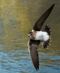 Rough-winged swallow