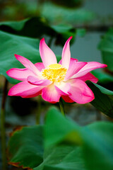 Fototapeta premium A beautiful pink lotus flower and leaves. Lotus is also a symbol of Buddhism.