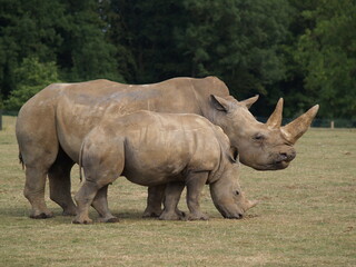 A White Rhino and calf grazing in a wildlife park