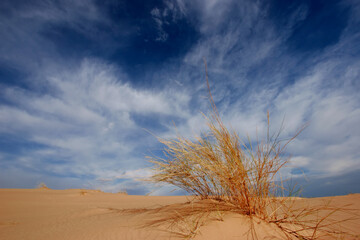 An African desert grass on a sand dune against a blue sky with clouds - Powered by Adobe