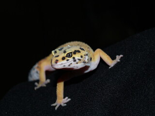 OLYMPUS e500 DIGITAL CAMERA