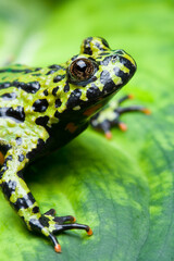 frog on a leaf - fire-bellied toad, macro with limited depth of field. focus on eye.