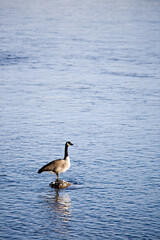 canada goose on a rock in the river, plenty of copyspace