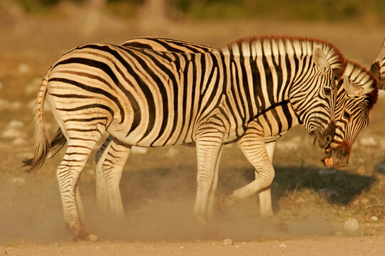 Plains (Burchell?s) Zebra stallions (Equus quagga) fighting, Etosha National Park, Namibia